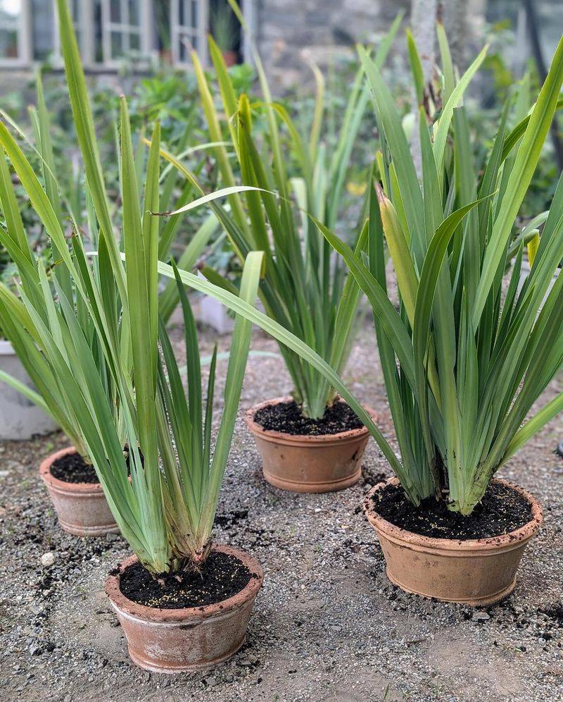 Planting Location And Sun Requirements