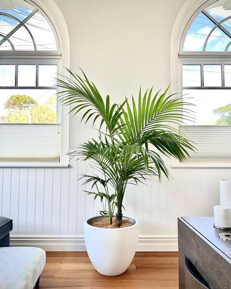 Placing Palms Away From Harsh Direct Sun