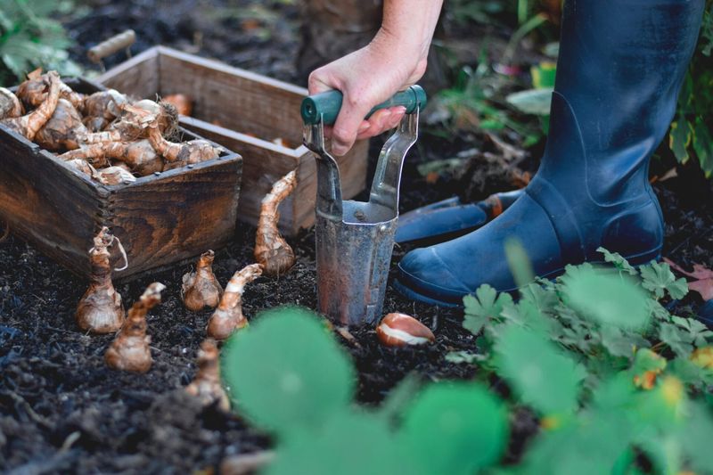 Skipping Essential Soil Amendment Before Planting Bulbs