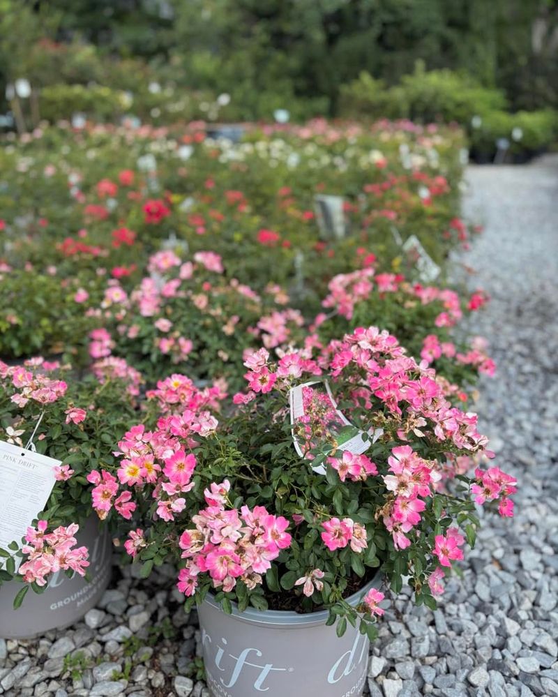 Best Roses For Central Florida Landscapes