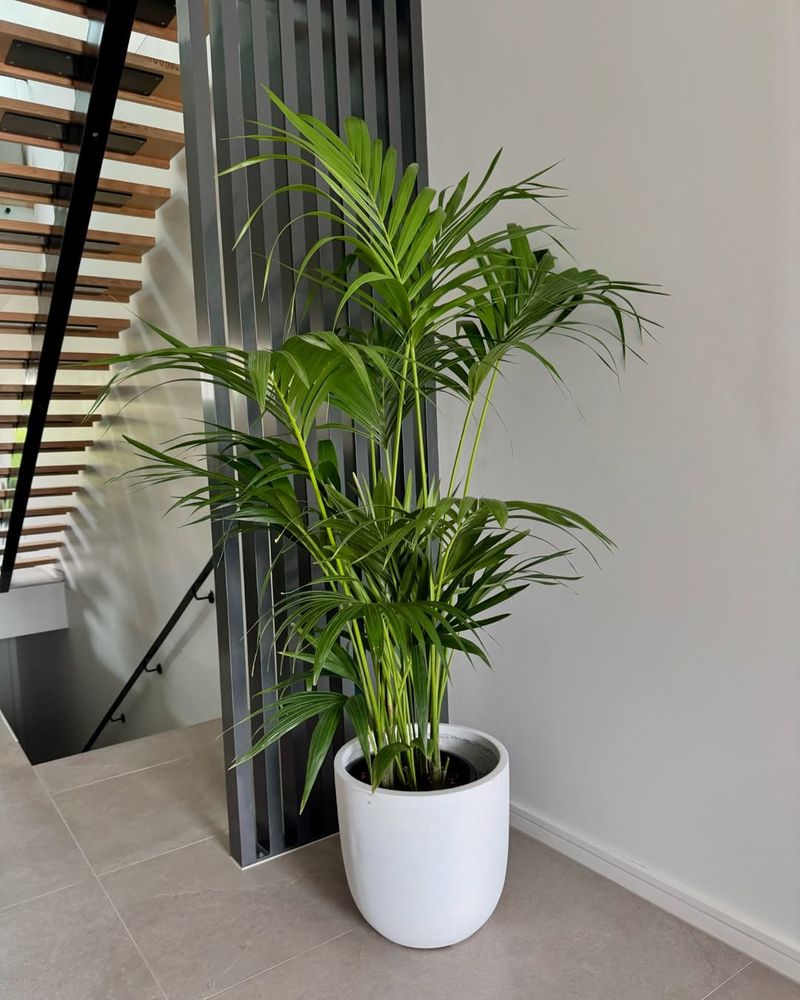 How Much Light Indoor Palms Actually Need