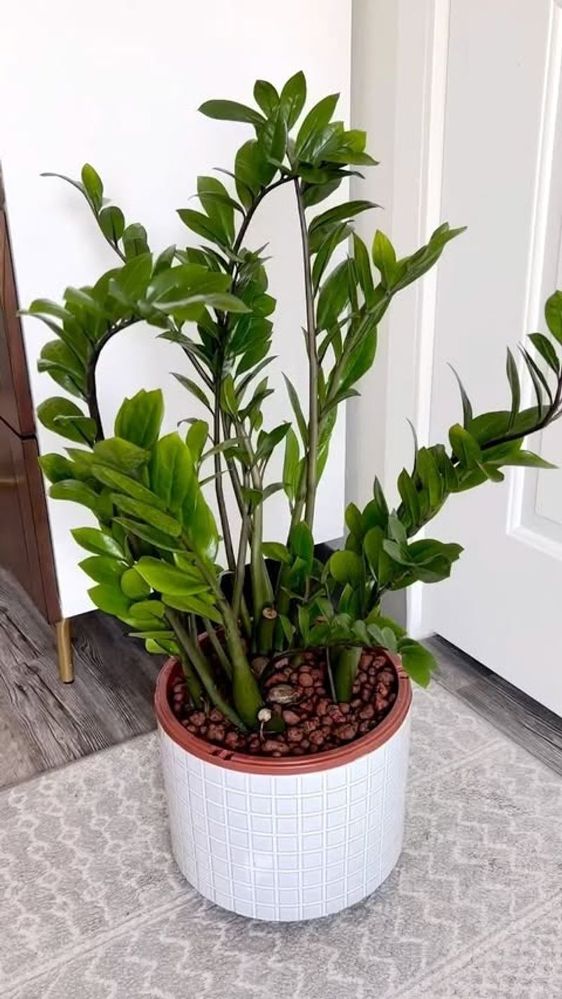 Letting Soil Dry Properly Between Waterings