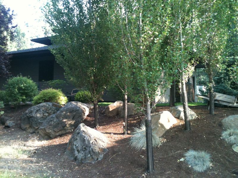 Neglecting Wind Protection In Exposed Yards