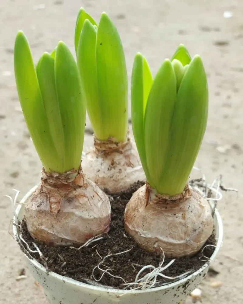Selecting Poor Quality Bulbs