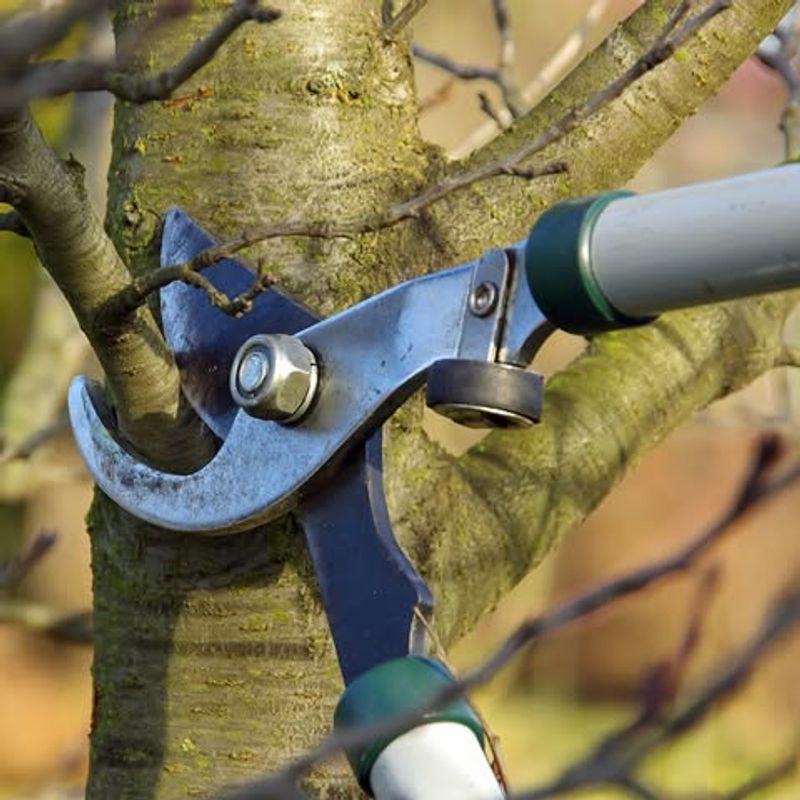 Pruning The Right Way Before Storm Season