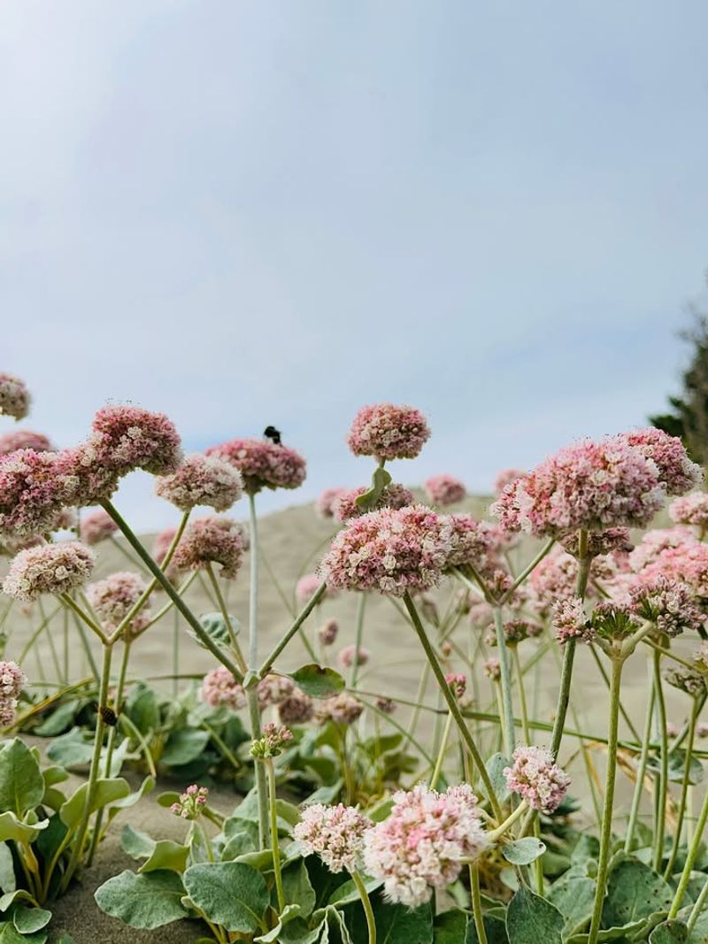 Designing With Salt Spray In Mind