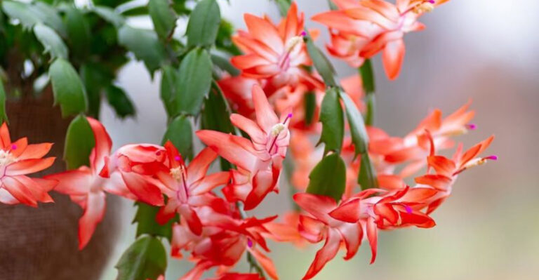 christmas cactus