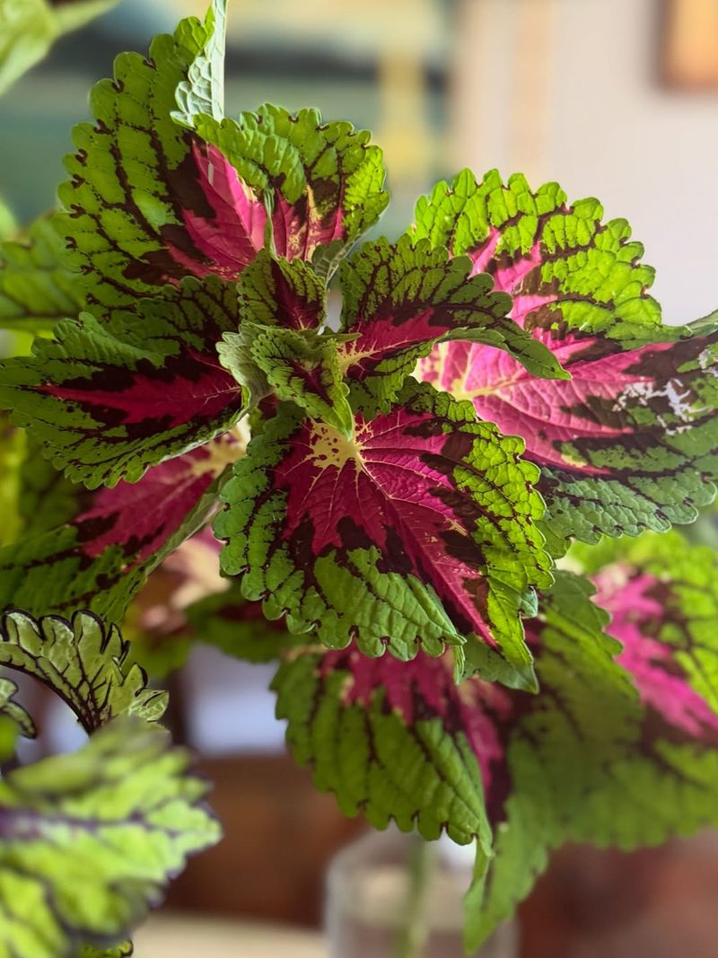 Coleus Cuttings for Colorful Foliage