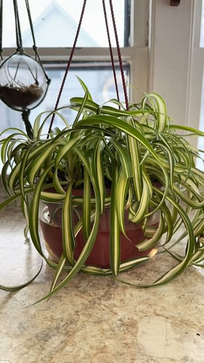 Spider Plant