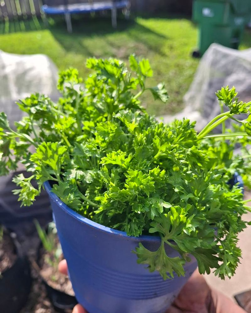 Parsley