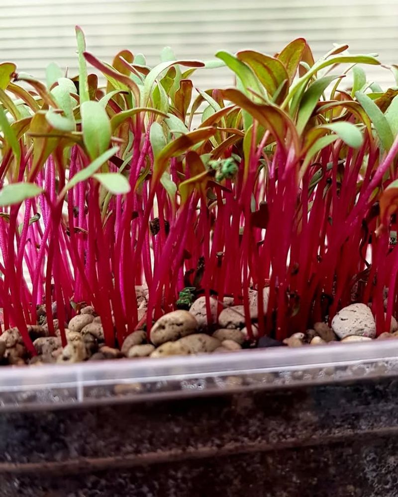 Beet Microgreens