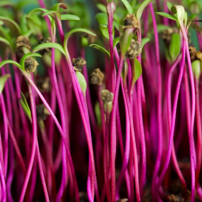 Beet Microgreens