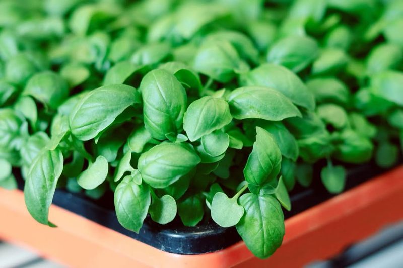 Basil Microgreens