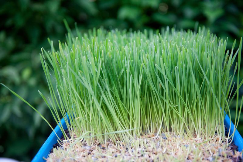 Wheatgrass For Ultra-Fast Indoor Harvests