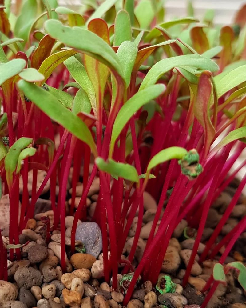 Beet Microgreens