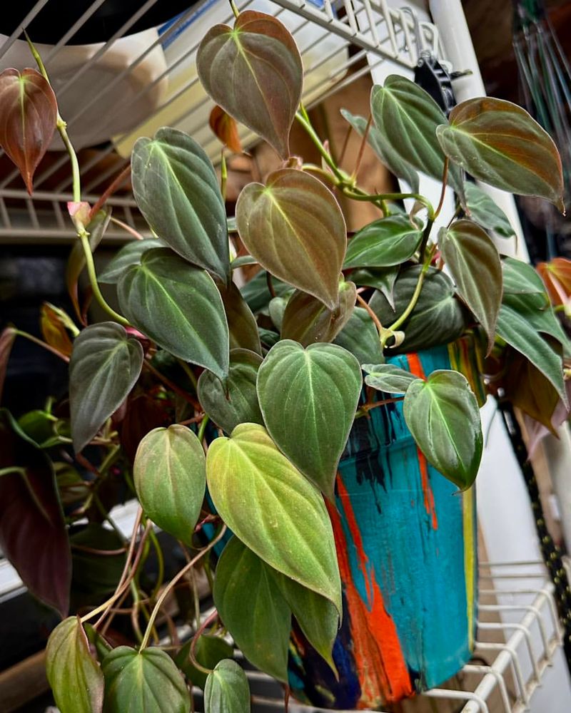 Philodendron Micans (Velvet Leaf Philodendron)