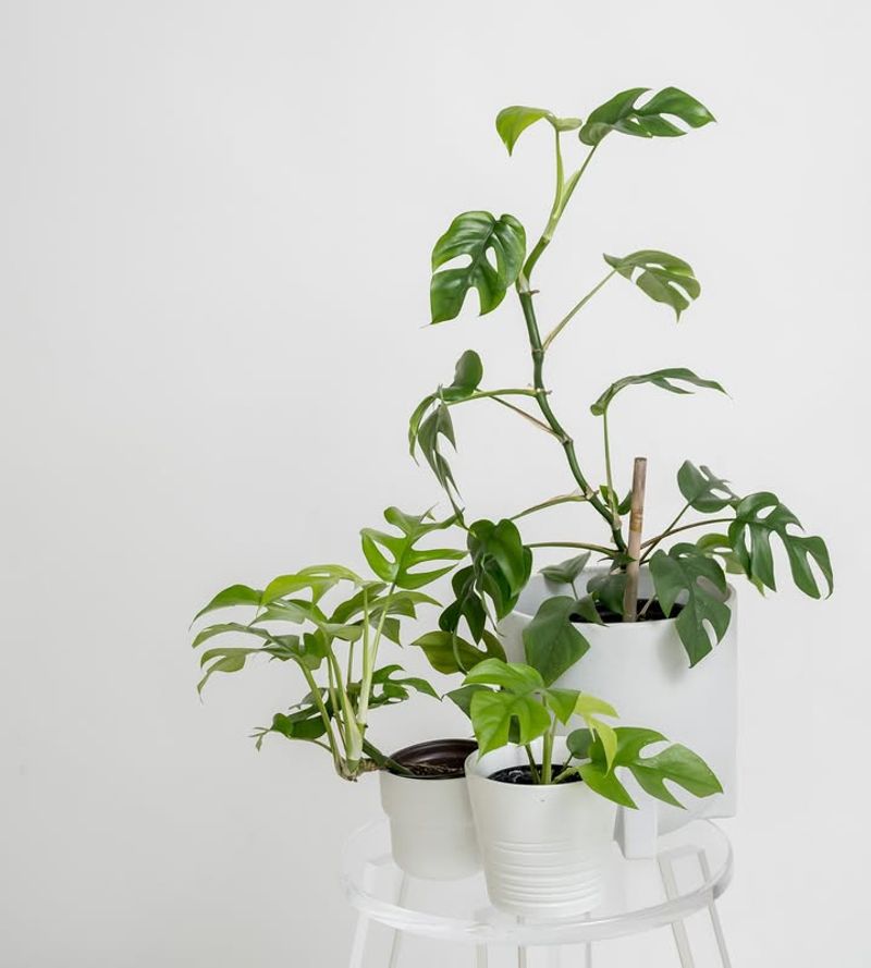 Rhaphidophora Tetrasperma (Mini Monstera)