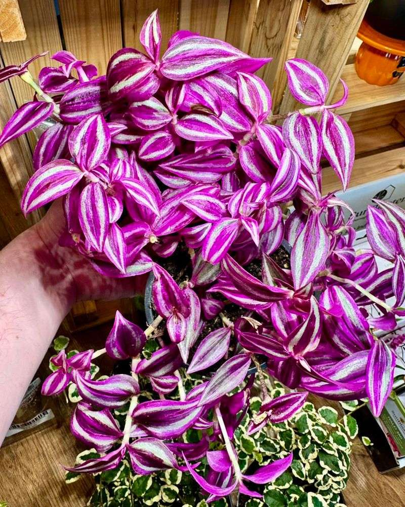 Tradescantia Zebrina