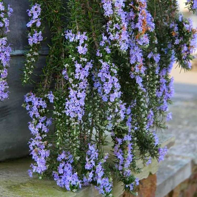 Trailing Rosemary