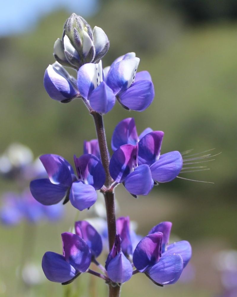 Lupine (Lupinus Nanus And Lupinus Bicolor)