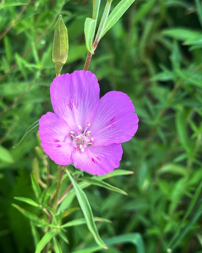 Farewell-to-Spring (Clarkia amoena)