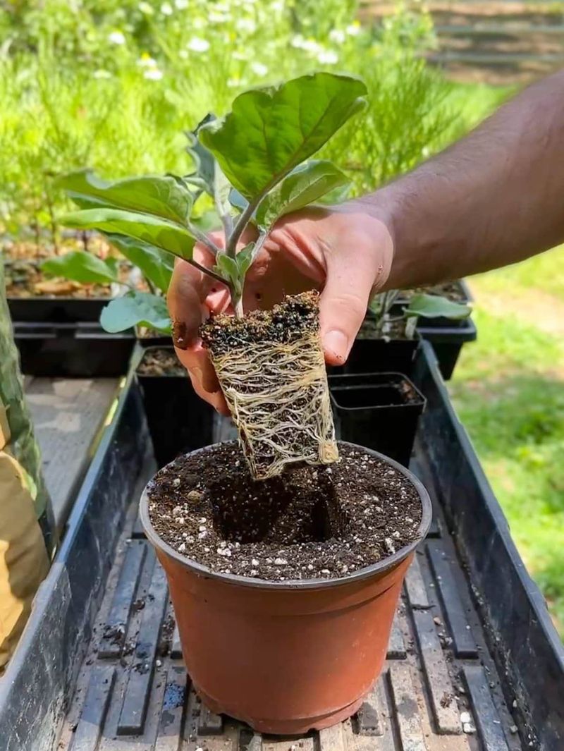 Plan And Start Seeds For Spring Transplants