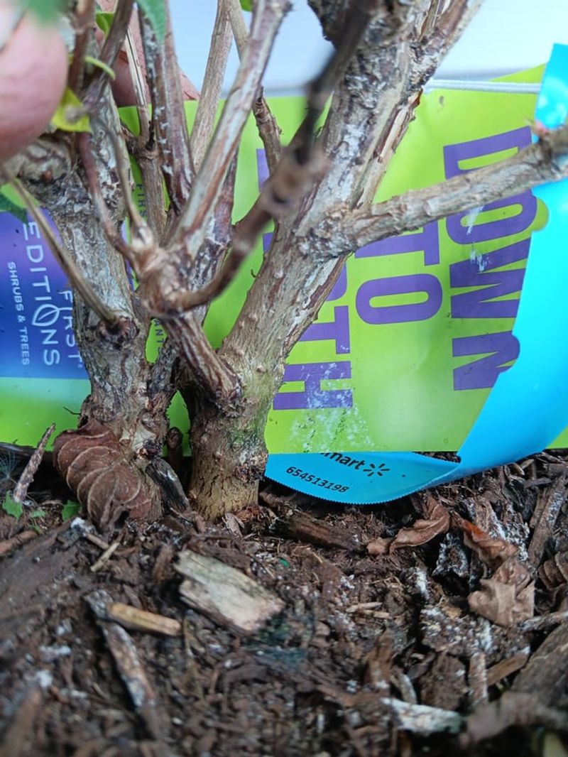 Divide Overgrown Perennials