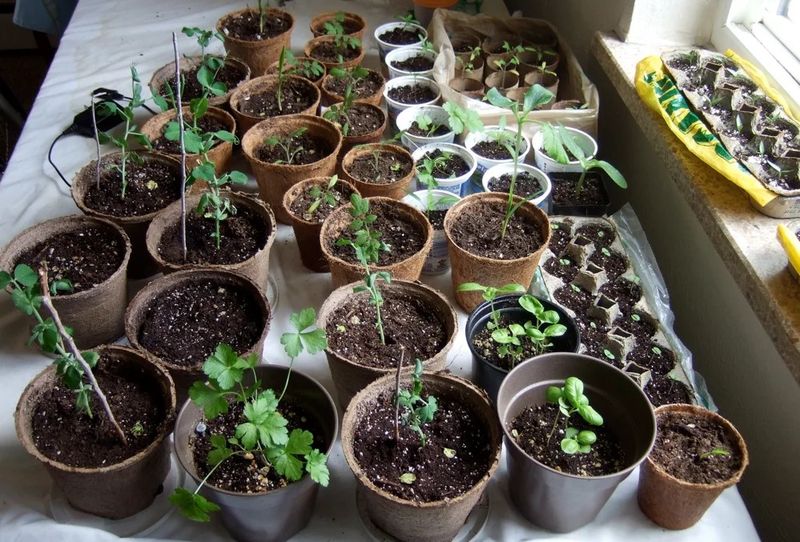 Start Seeds Indoors
