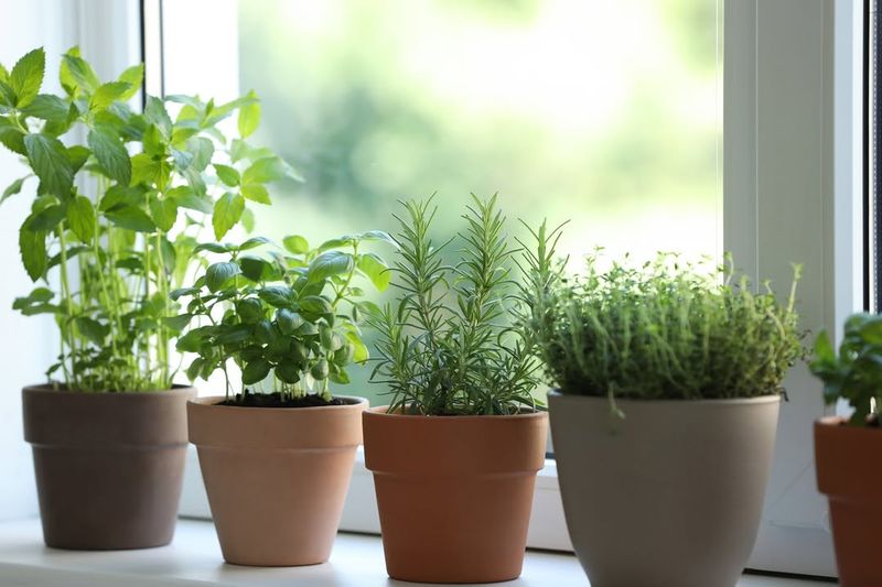 Start An Indoor Herb Garden On Your Windowsill