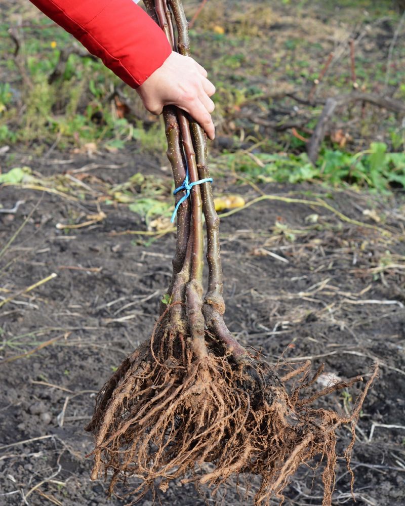 Plant Bare-Root Plants