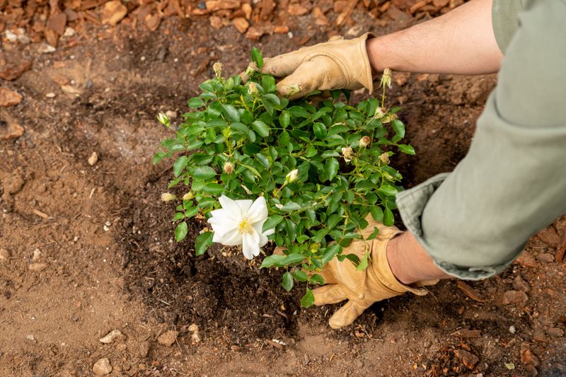 Plant Bare-Root Trees, Shrubs, And Roses