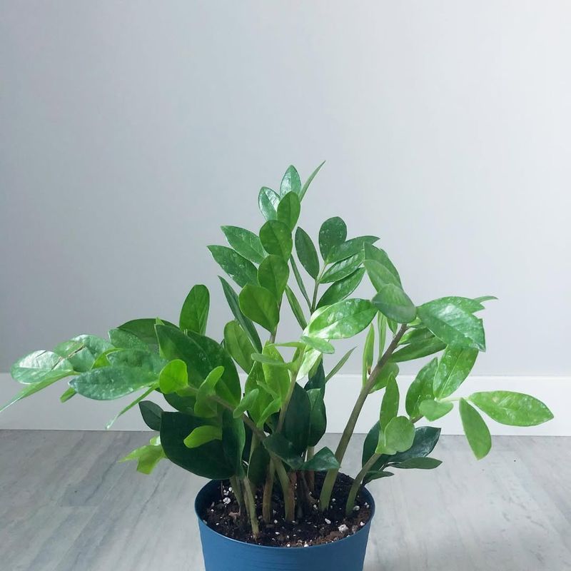 Repot Only When Necessary