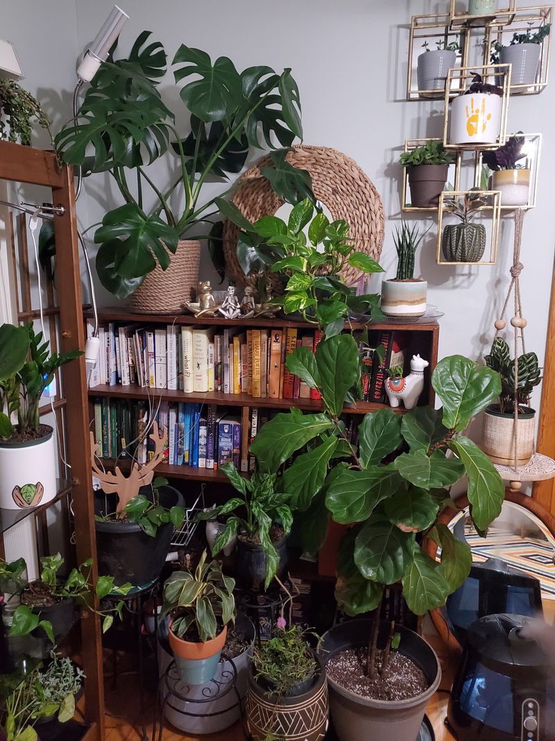 Rearranging Plants To Make Rooms Feel Open Again