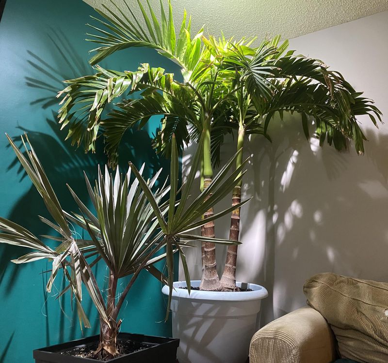 Feeding Lightly During Active Growth