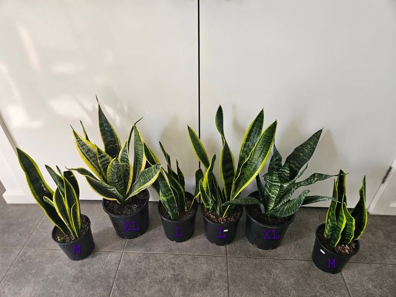 Choosing Native-Friendly Species That Handle Heat