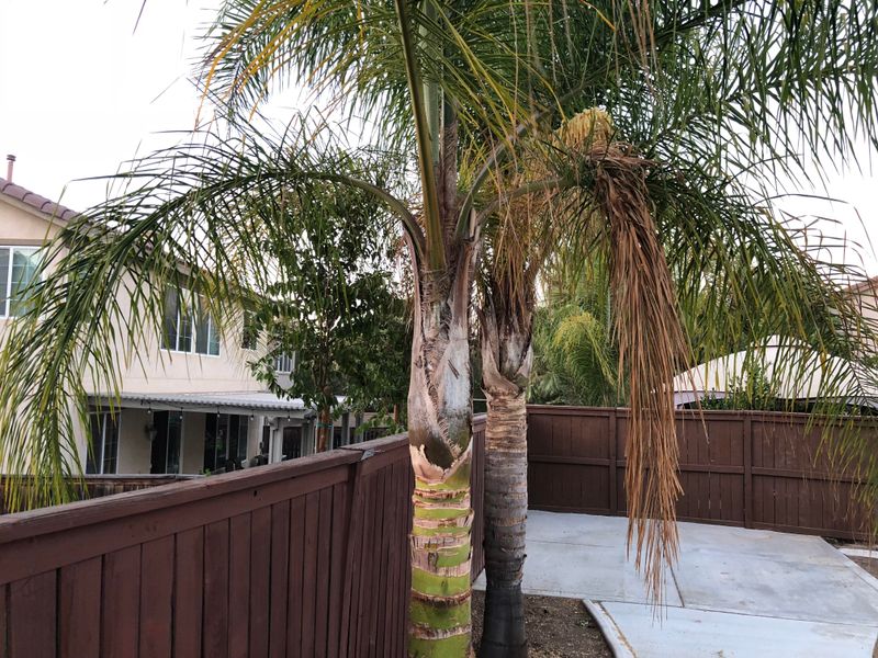 Trim Palm Fronds Properly