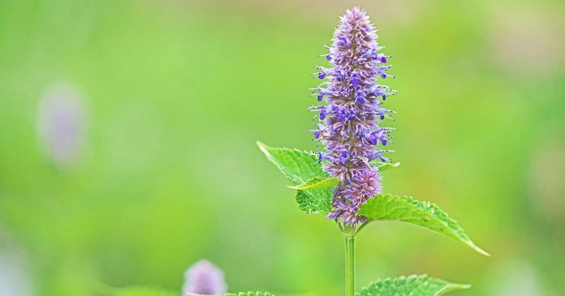 Anise Hyssop For Purple Flowers And Wildlife Appeal