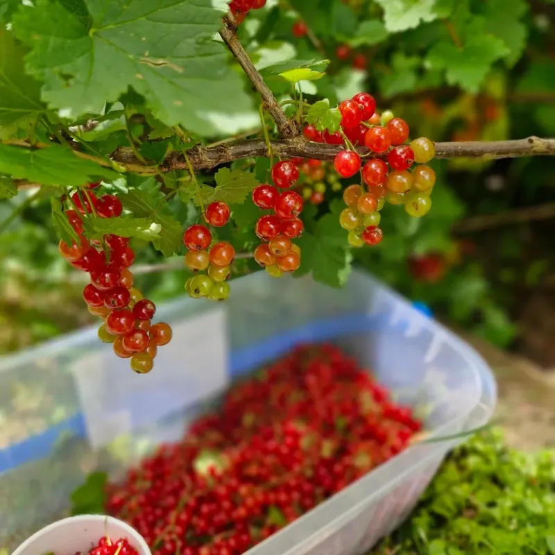 Currants and Gooseberries