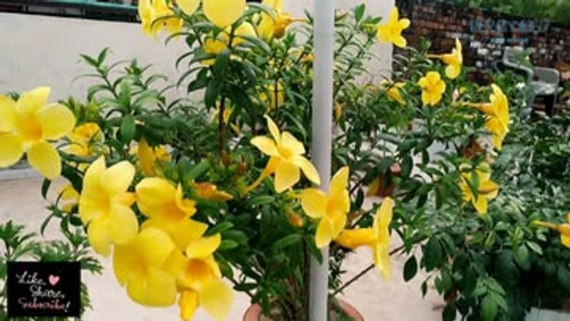 Allamanda