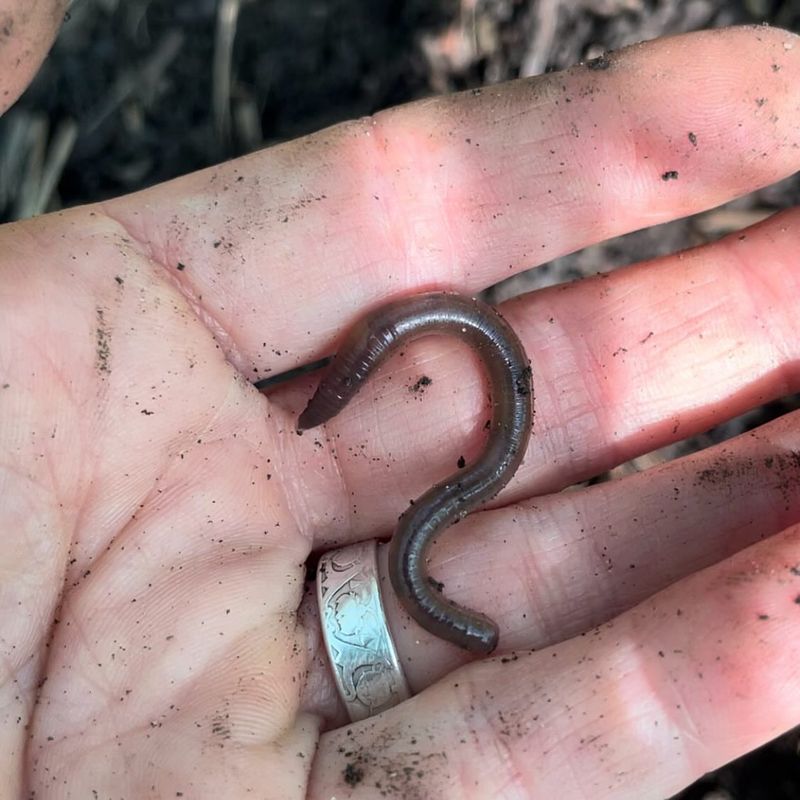 Invasive Species Disrupt The Ecosystem