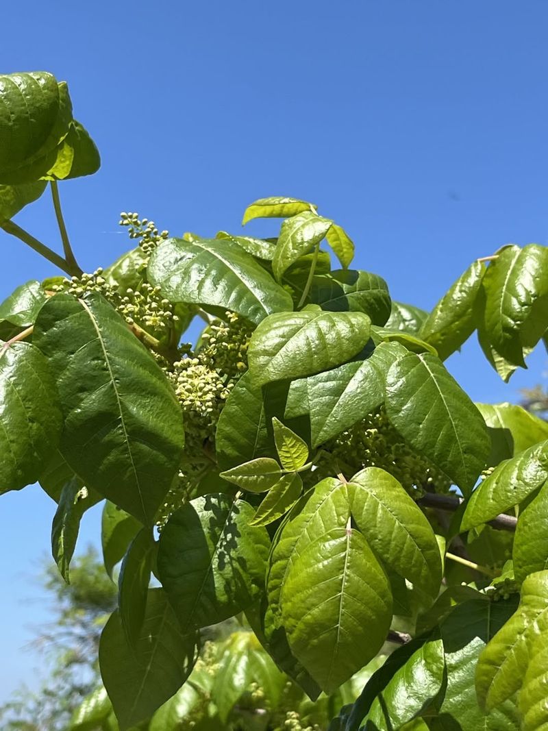 Poison Ivy Serves Important Ecological Functions In Forest Ecosystems