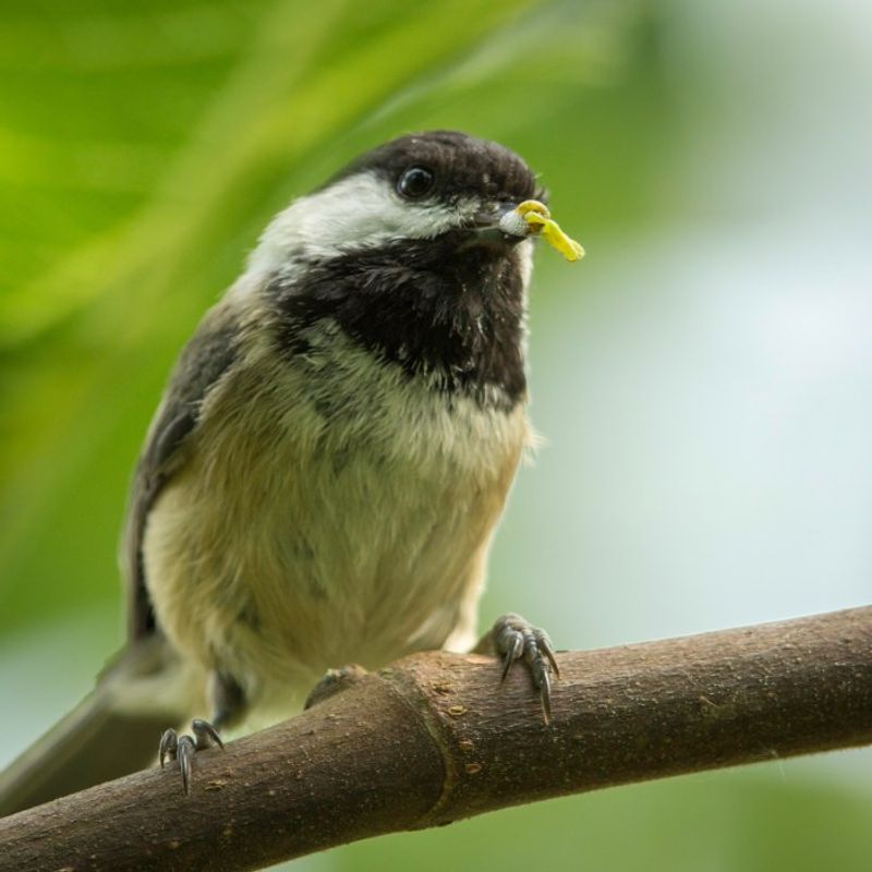 Wildlife Movement Aids Seed Distribution