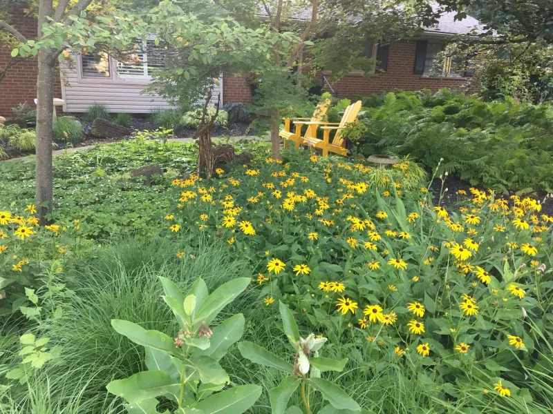 Native-First Gardens Gain Mainstream Popularity