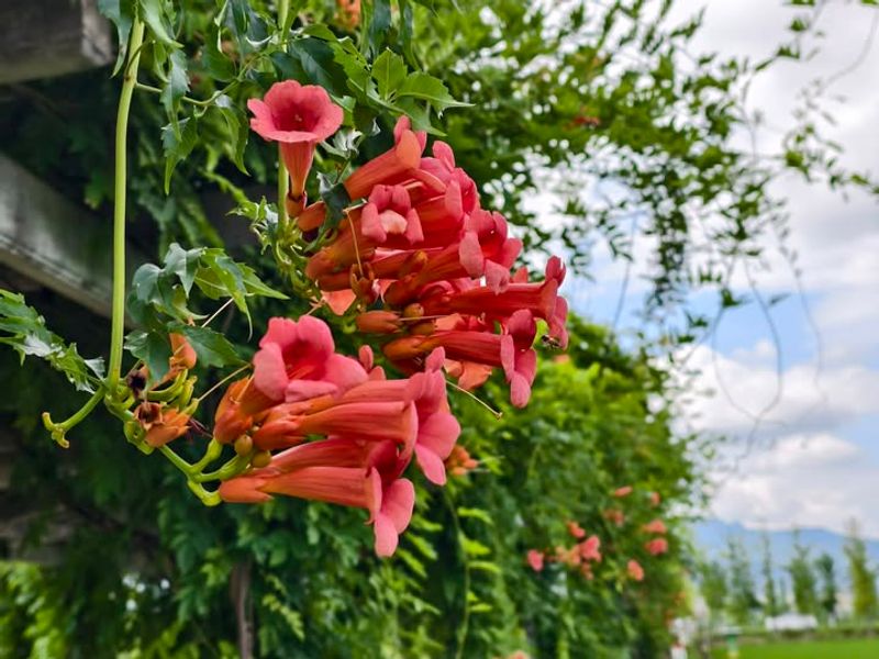 Trumpet Vine