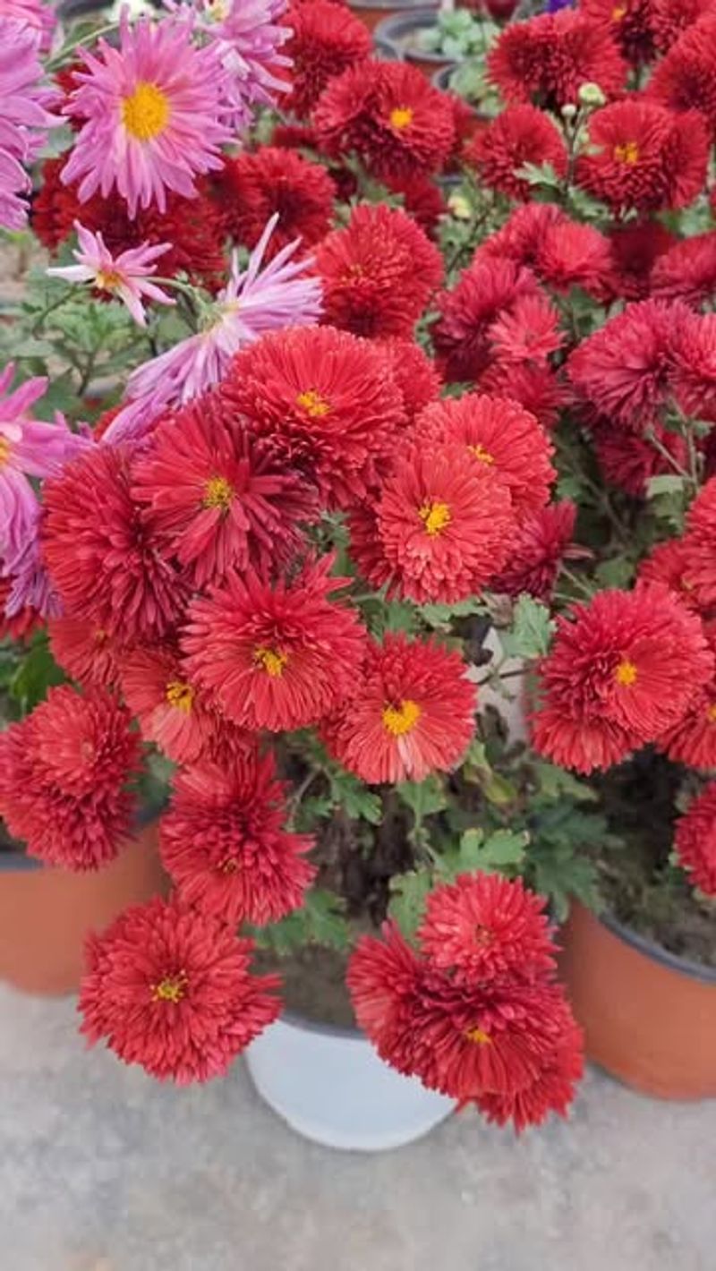 Chrysanthemums After Blooming