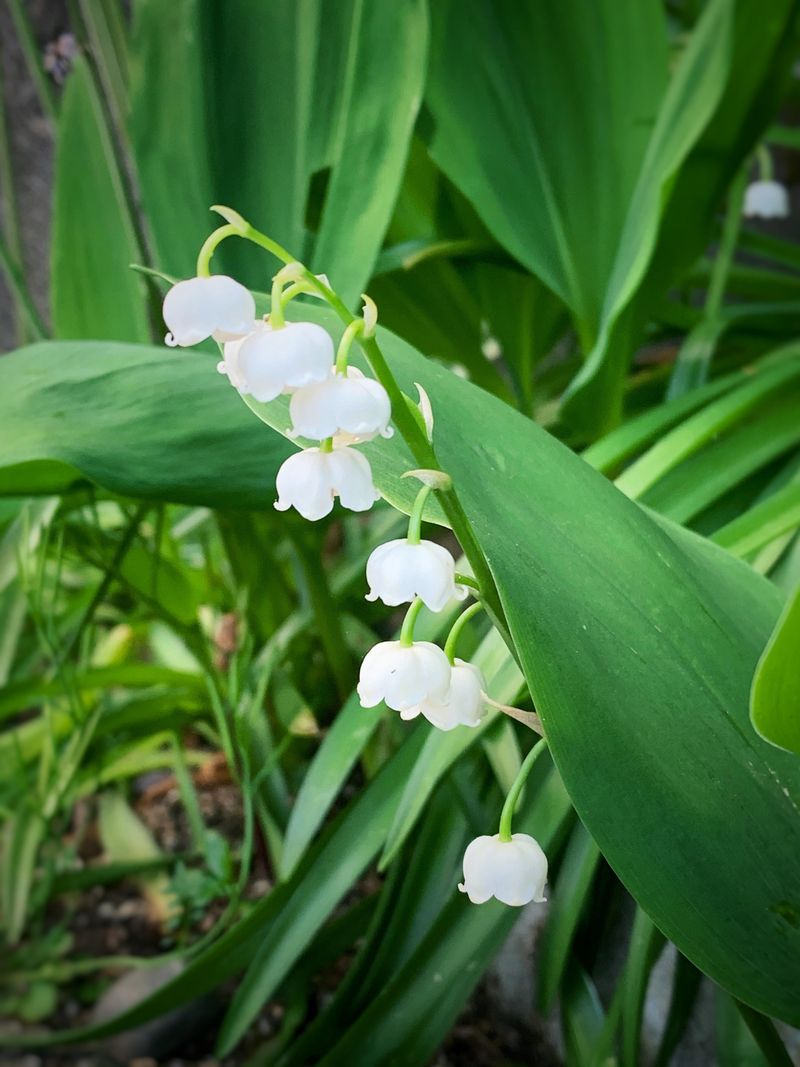 Lily Of The Valley Represents Happiness And Good Fortune