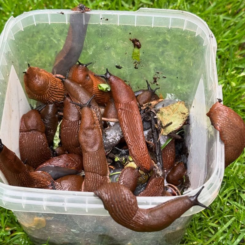 Birds And Beetles Gathering In One Area