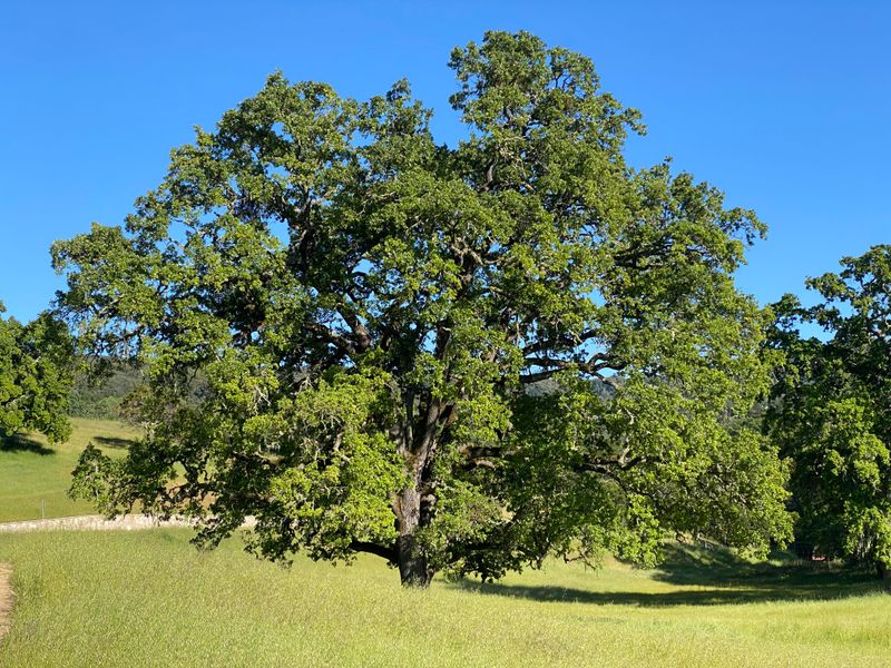 Valley Oak