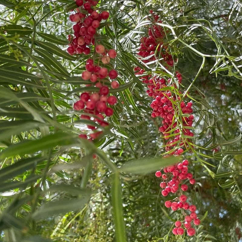 Peruvian Pepper Tree (Schinus Molle)