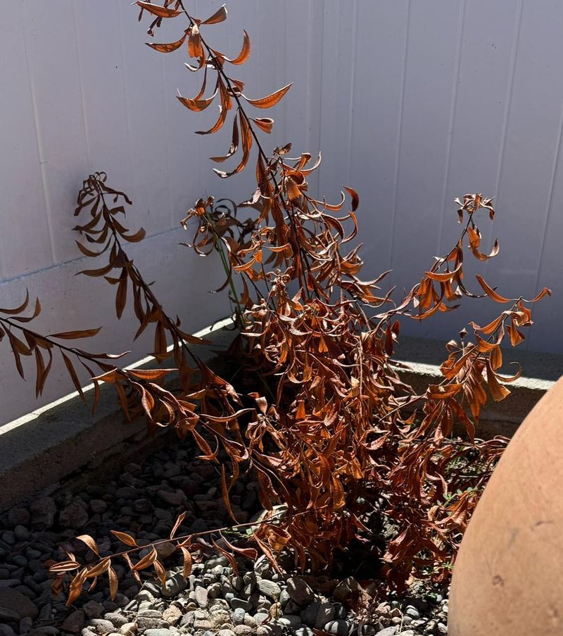 Southern Wax Myrtle Fails In Prolonged Ohio Freezes